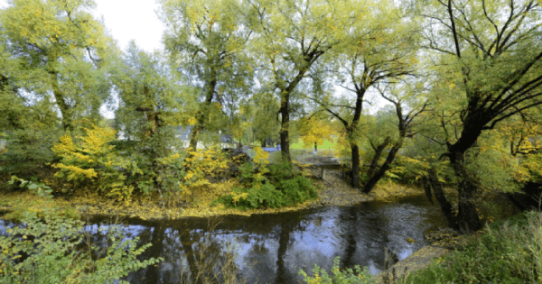 Thousand Shade of Leaves @Oslo 2 1534228690160 1