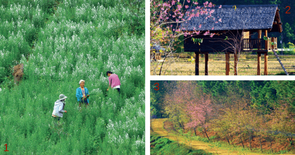 ป่าสนบ้านวัดจันทร์ …ในวันที่ลมหนาวพัดผ่าน 3 ga nature