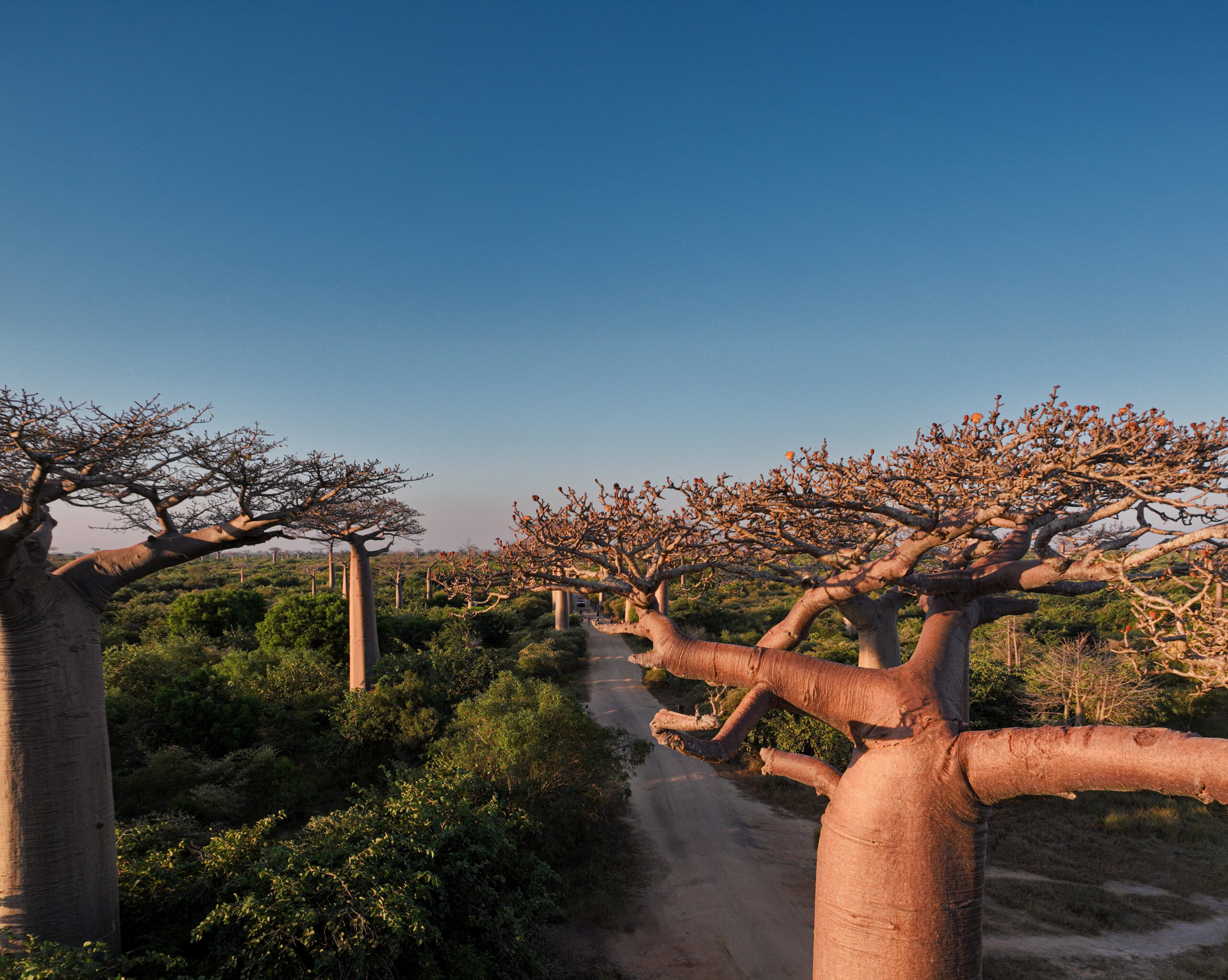Madagascar: Island of Nature Wonders ‘มาดากัสการ์’ มหัศจรรย์ความงามแห่งธรรมชาติกลางมหาสมุทรอินเดีย 1 iStock 2168003301 scaled
